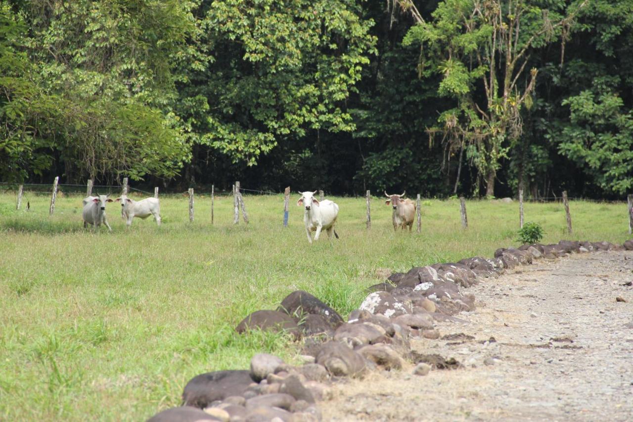 Horquetas River Lodge Sarapiquí Exteriör bild