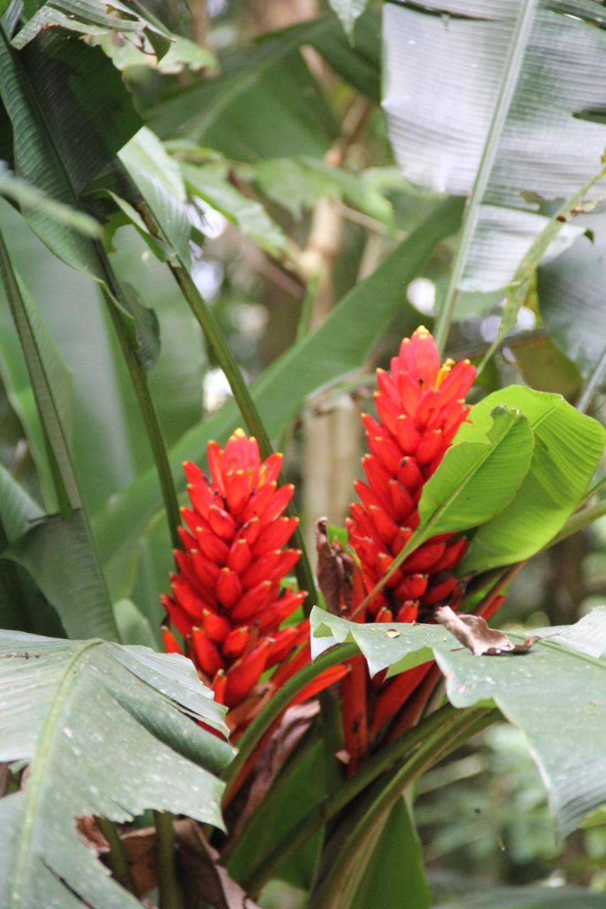 Horquetas River Lodge Sarapiquí Exteriör bild